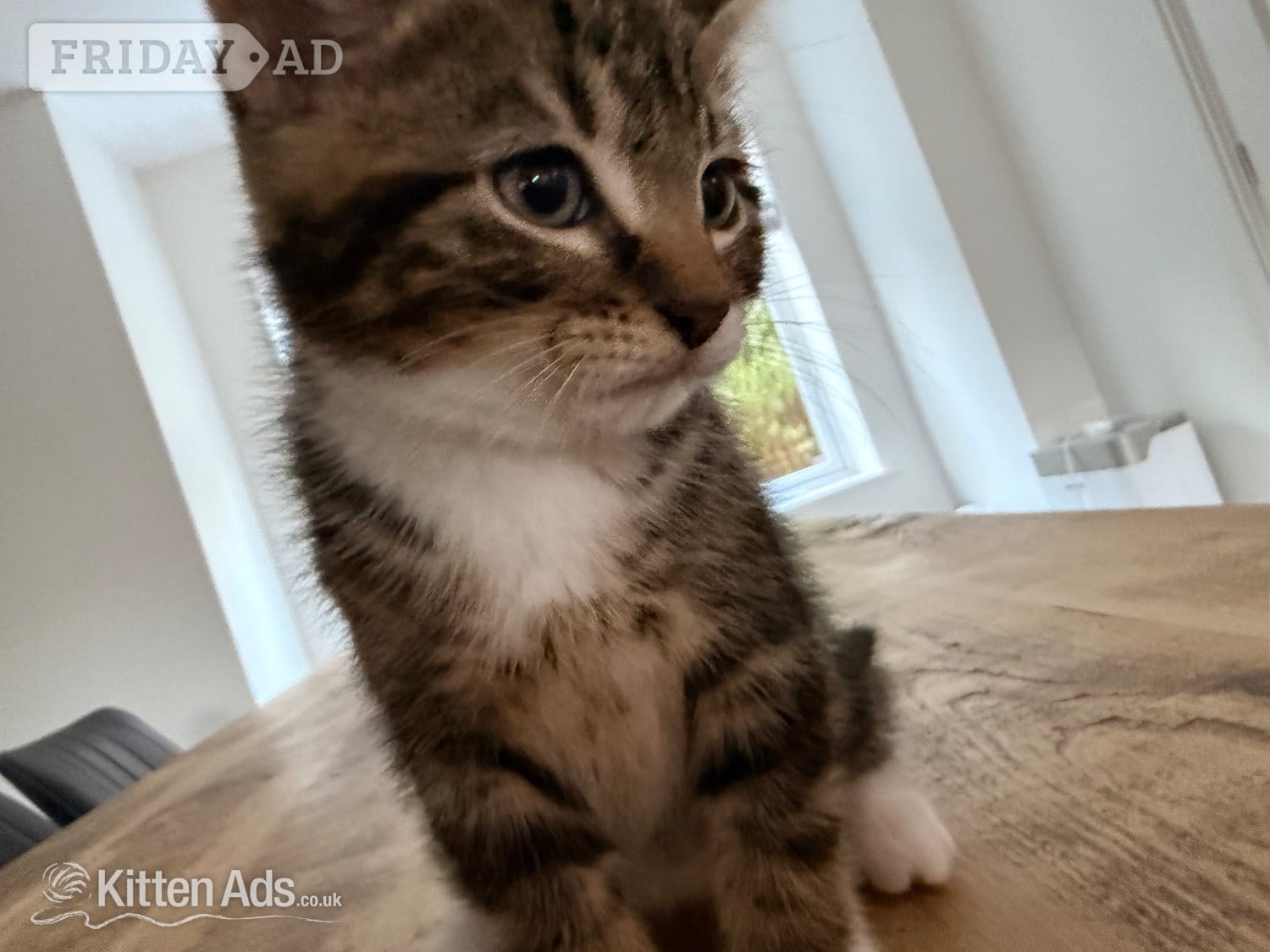 Gorgeous kittens for sale. Seen with mum - St.Neots  - Cats & Kittens in St. Neots