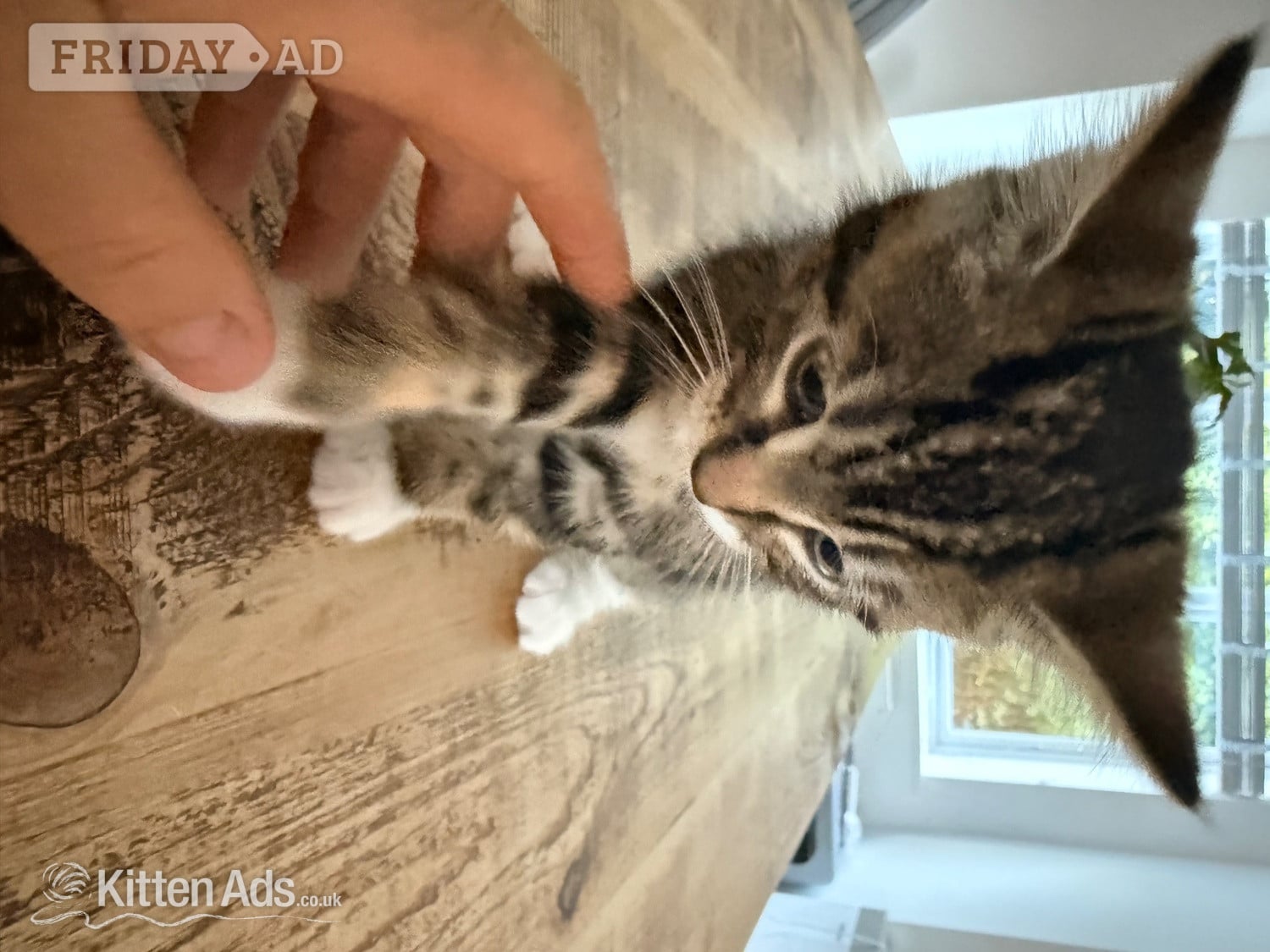 Gorgeous kittens for sale. Seen with mum - St.Neots  - Cats & Kittens