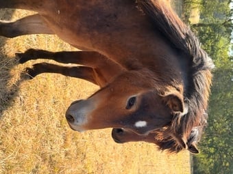 "Parsely" Bay Gelding Youngstock / Foal