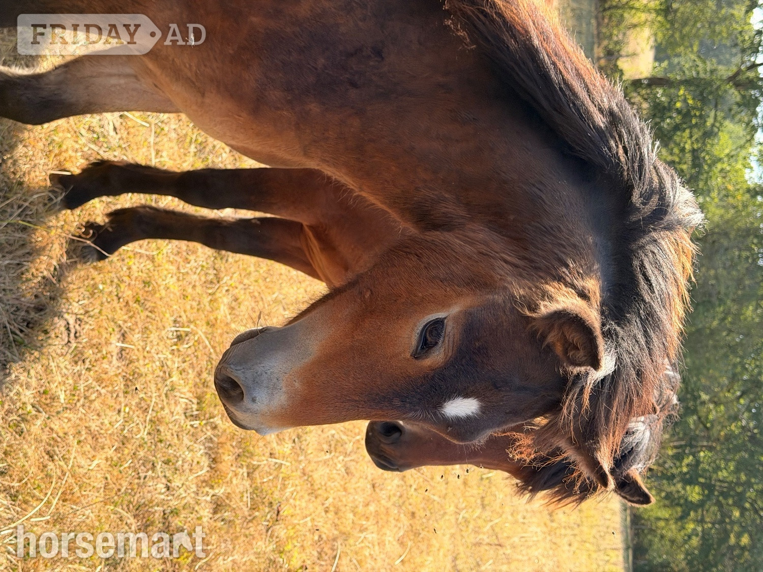 "Parsely" Bay Gelding Youngstock / Foal in Okehampton