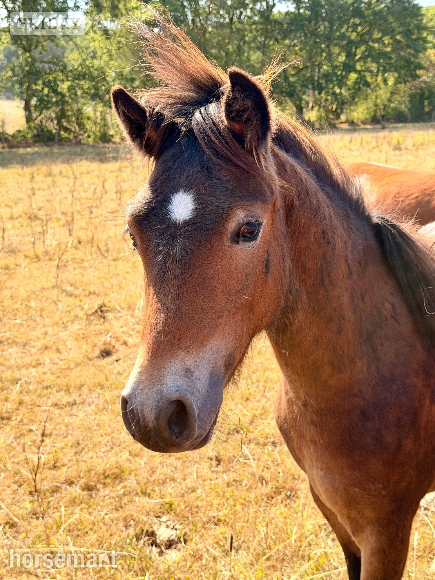 "Parsely" Bay Gelding Youngstock / Foal