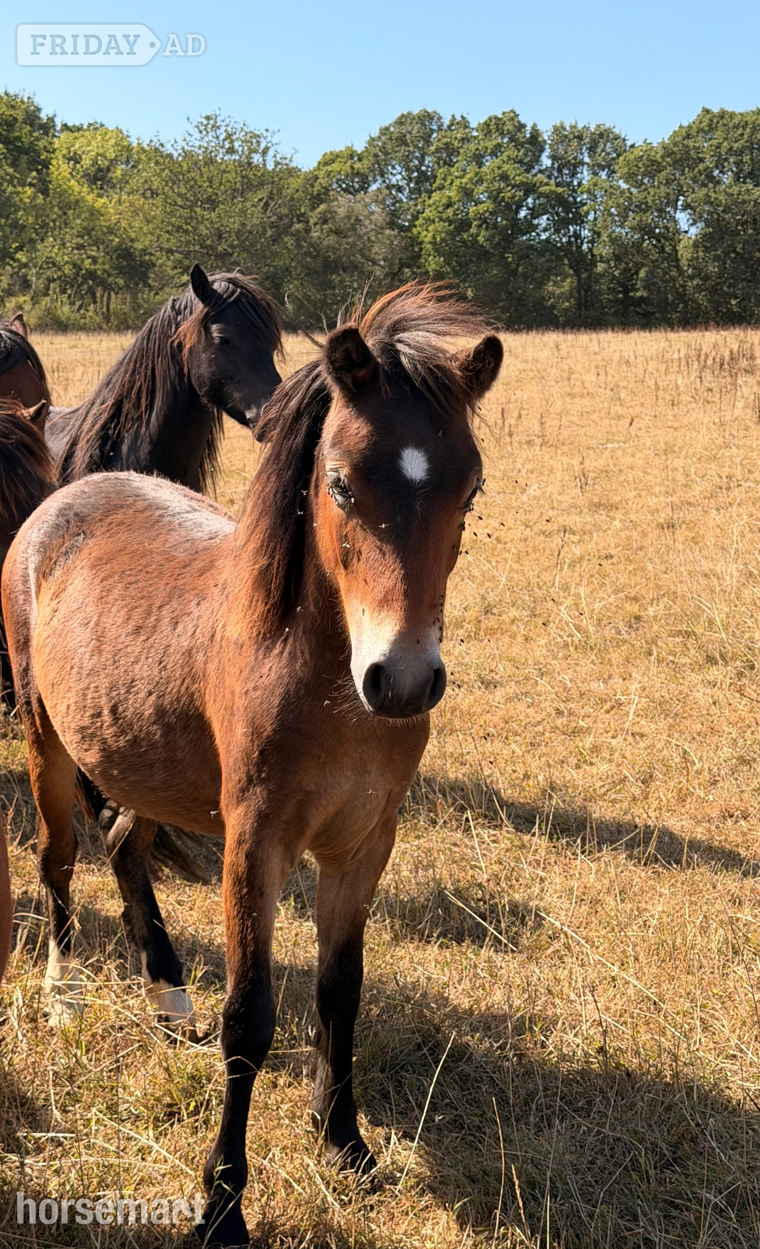Okehampton "Parsely" Bay Gelding Youngstock / Foal