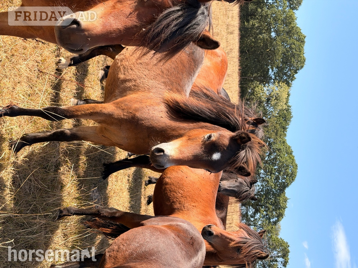 "Parsely" Bay Gelding Youngstock / Foal - Horses in Okehampton