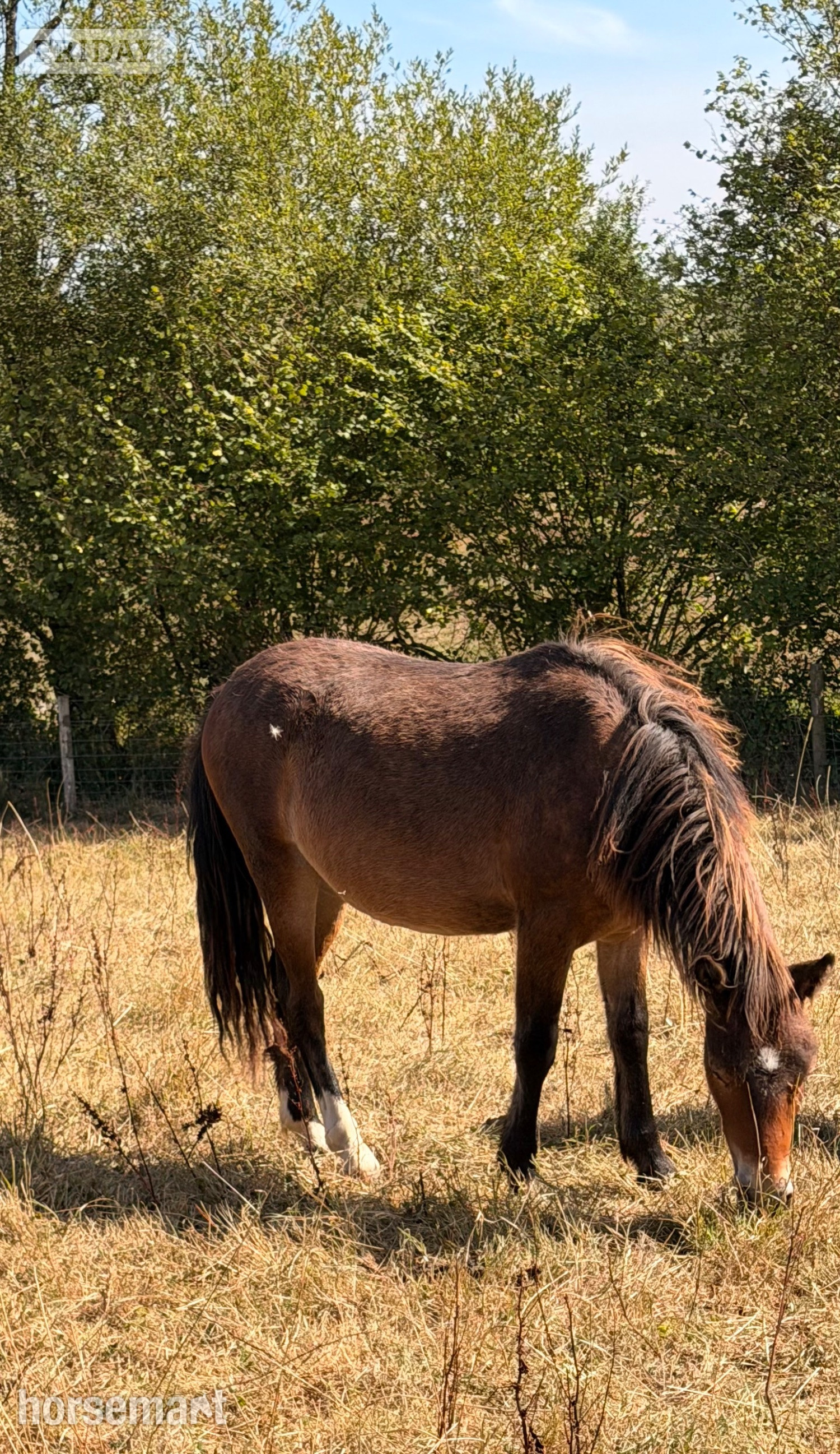 "Parsely" Bay Gelding Youngstock / Foal - Horses