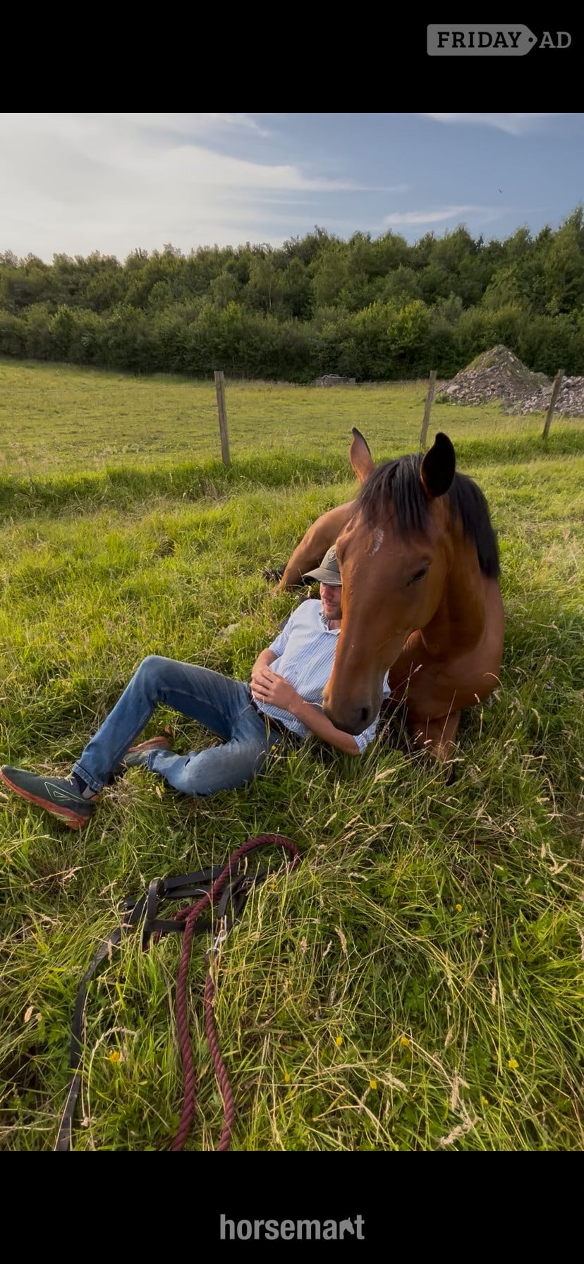 "Jazzy HS Z " Bay Gelding Show Jumper in Lancaster