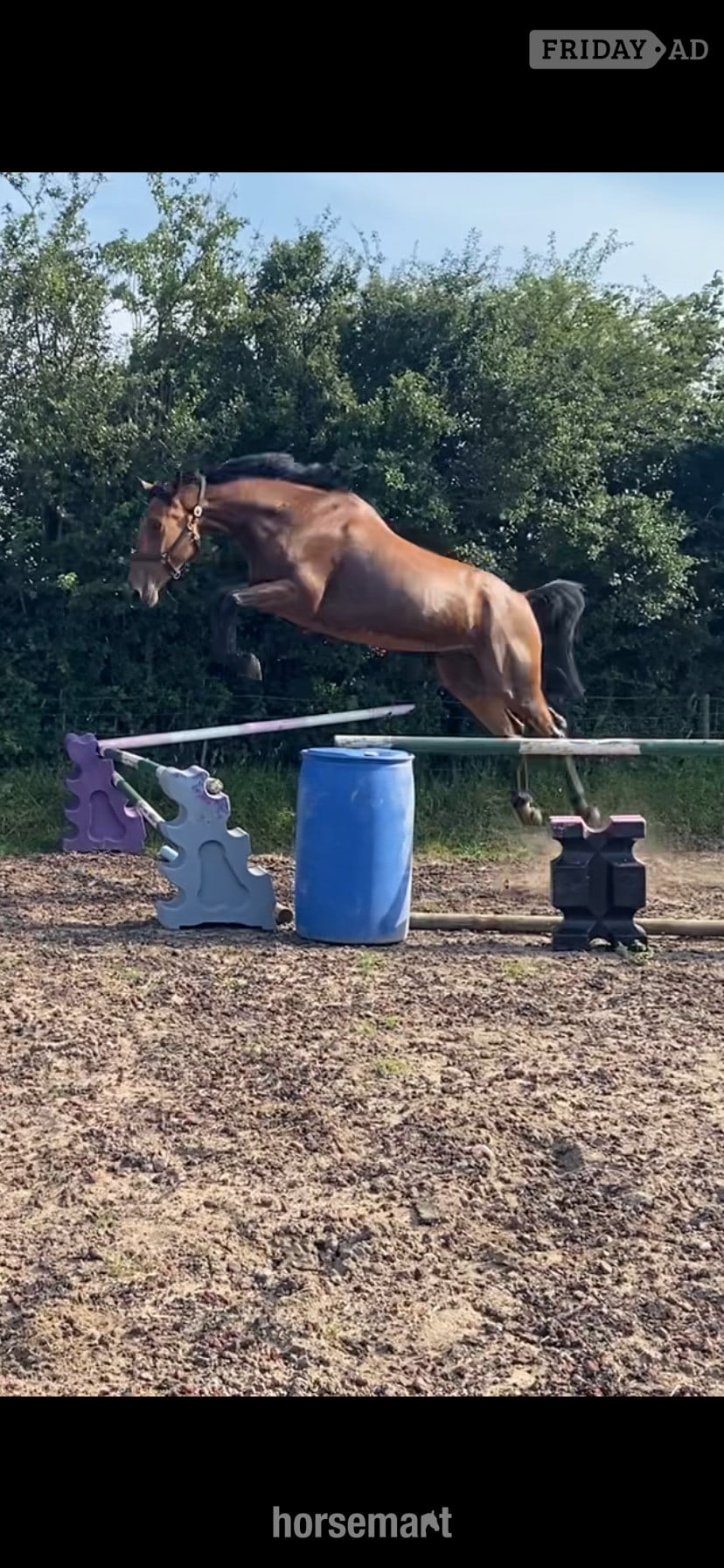 "Jazzy HS Z " Bay Gelding Show Jumper