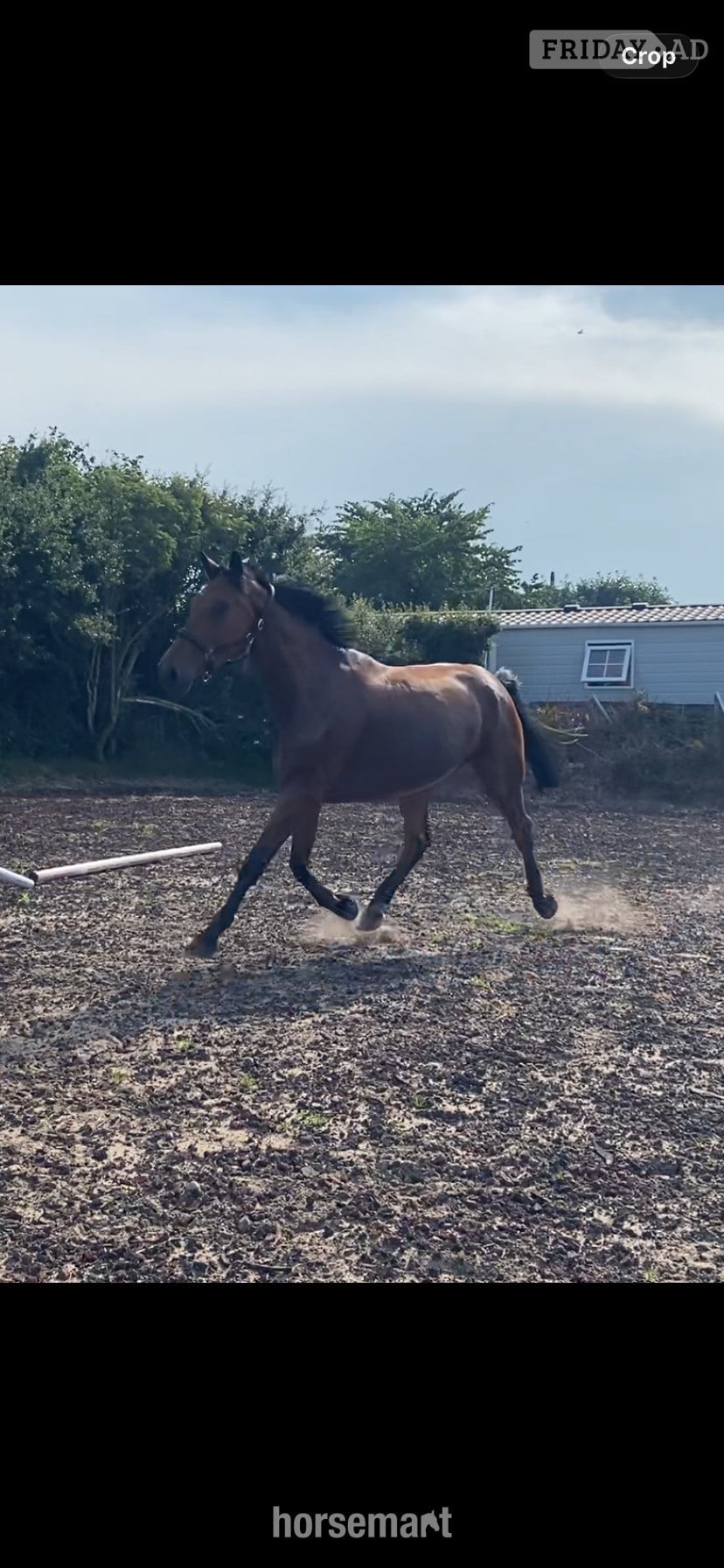 Lancaster "Jazzy HS Z " Bay Gelding Show Jumper
