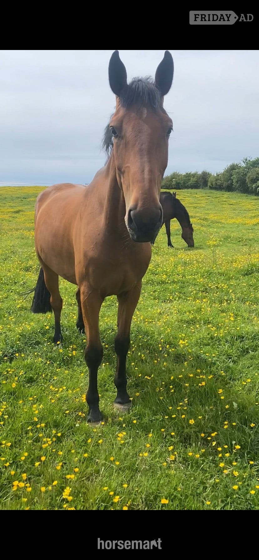"Jazzy HS Z " Bay Gelding Show Jumper - Horses in Lancaster