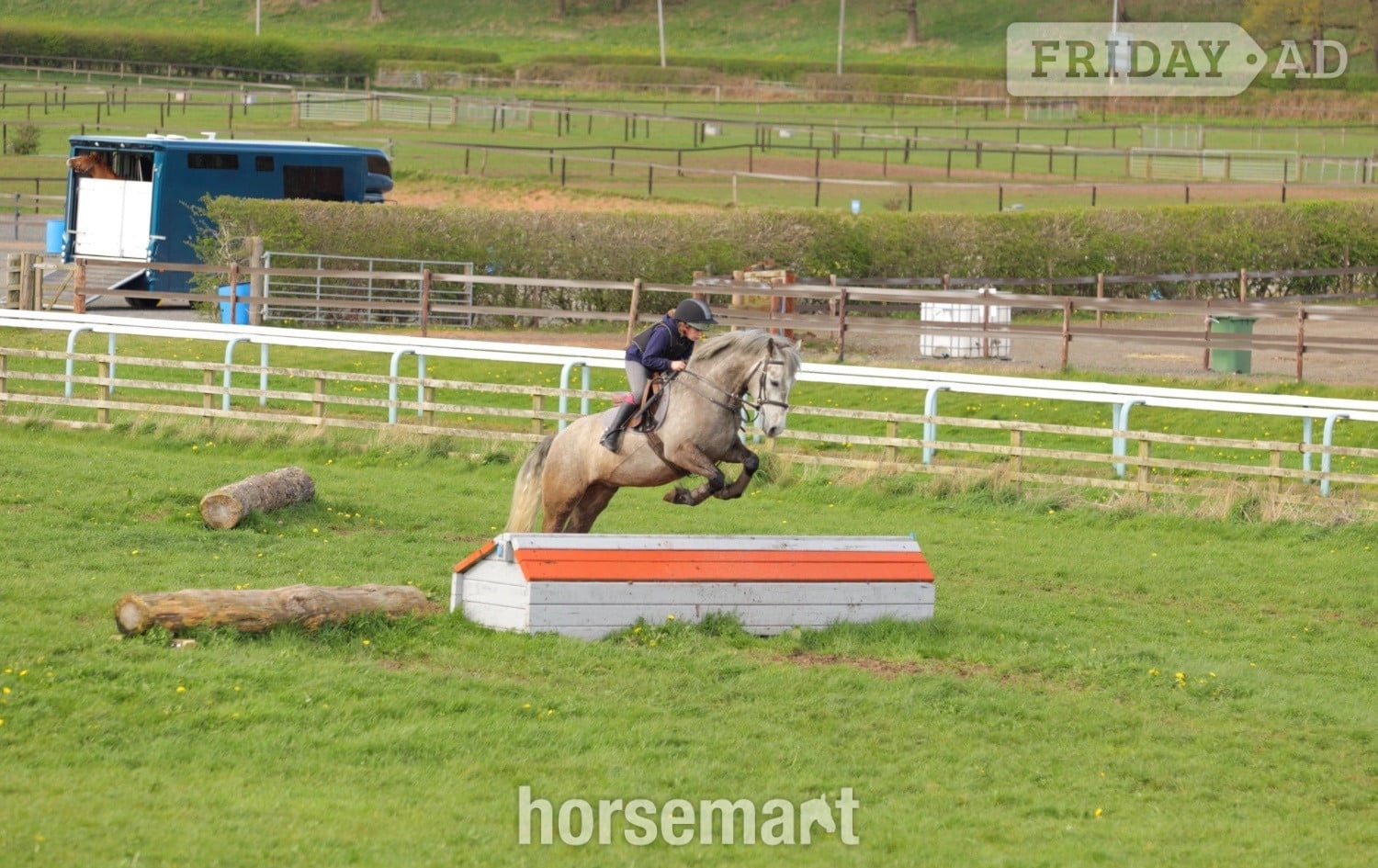 "Alfie " Grey Gelding Pony Club Pony