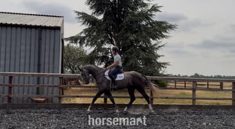 "Bailey " Iron Grey Mare Eventer