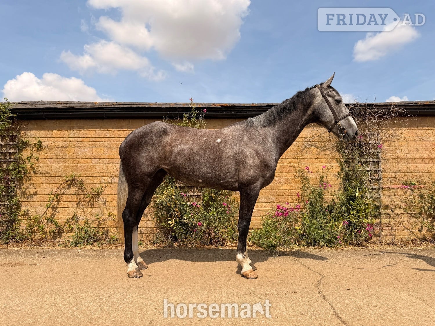 "Bailey " Iron Grey Mare Eventer