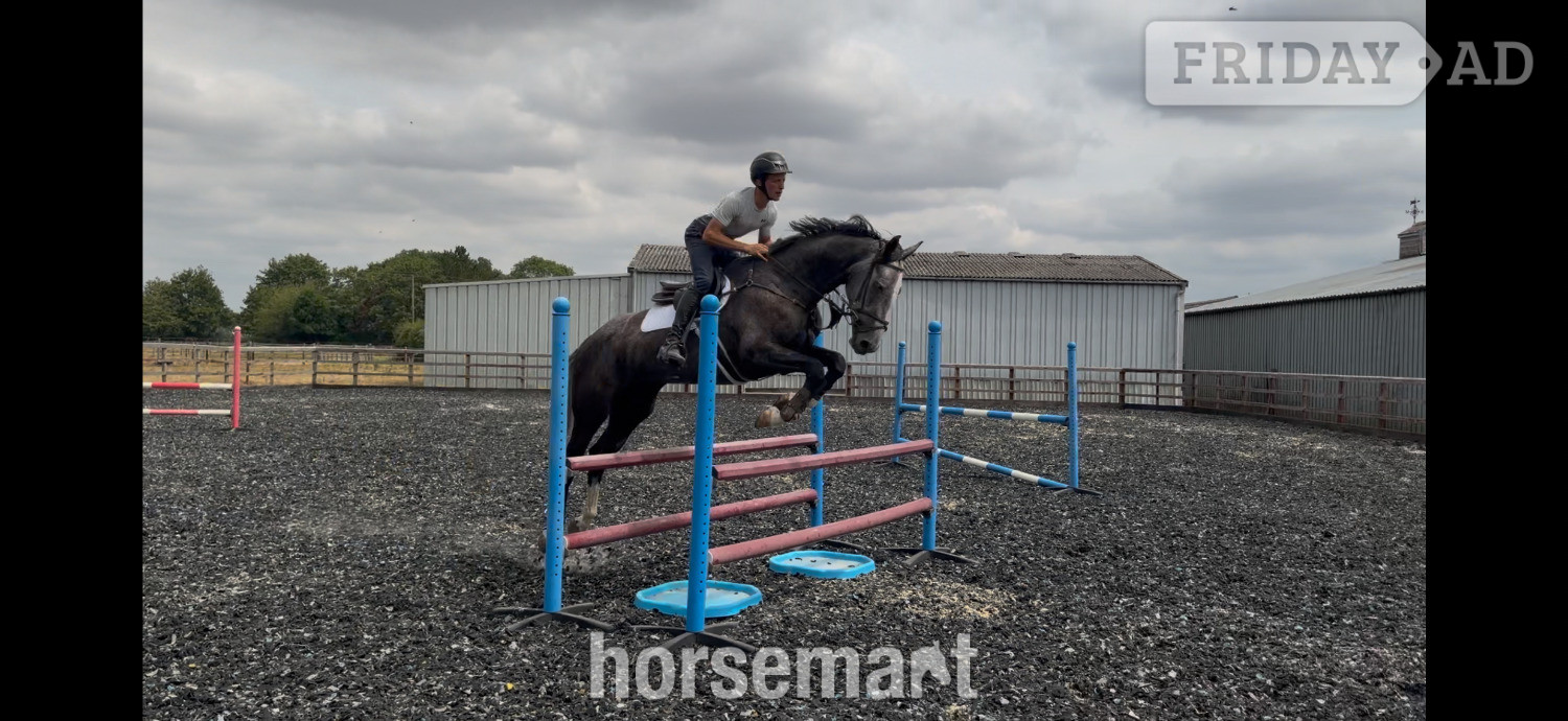 Towcester "Bailey " Iron Grey Mare Eventer