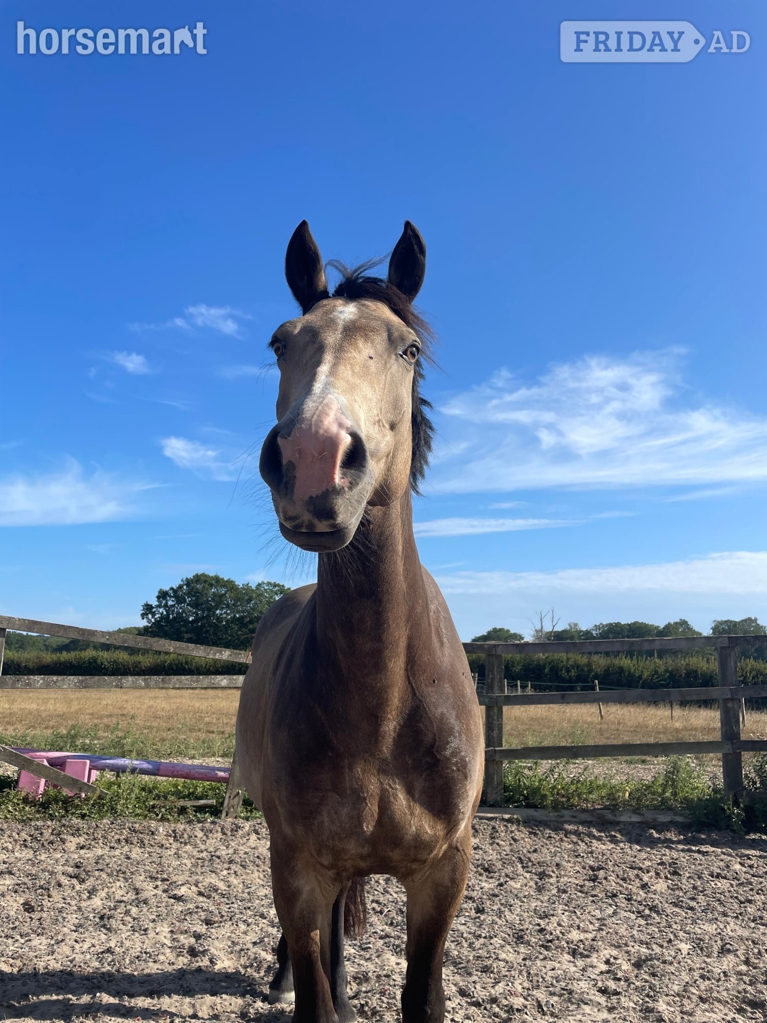 Sharer for fun and forward 14.2 connie 2-3 days per week
