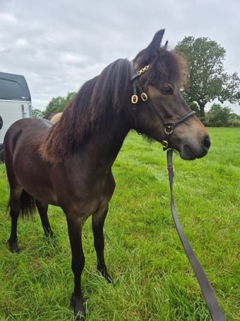 "Braynescroft Cadalan" Dark Bay Filly Mountain & Moorland Pony