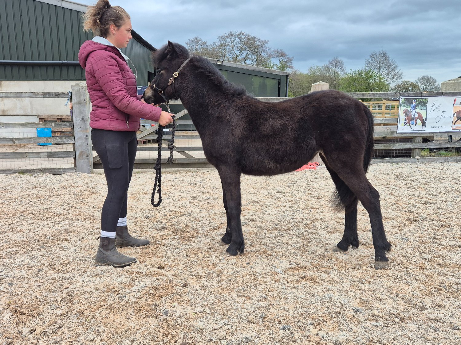 "Braynescroft Cadalan" Dark Bay Filly Mountain & Moorland Pony
