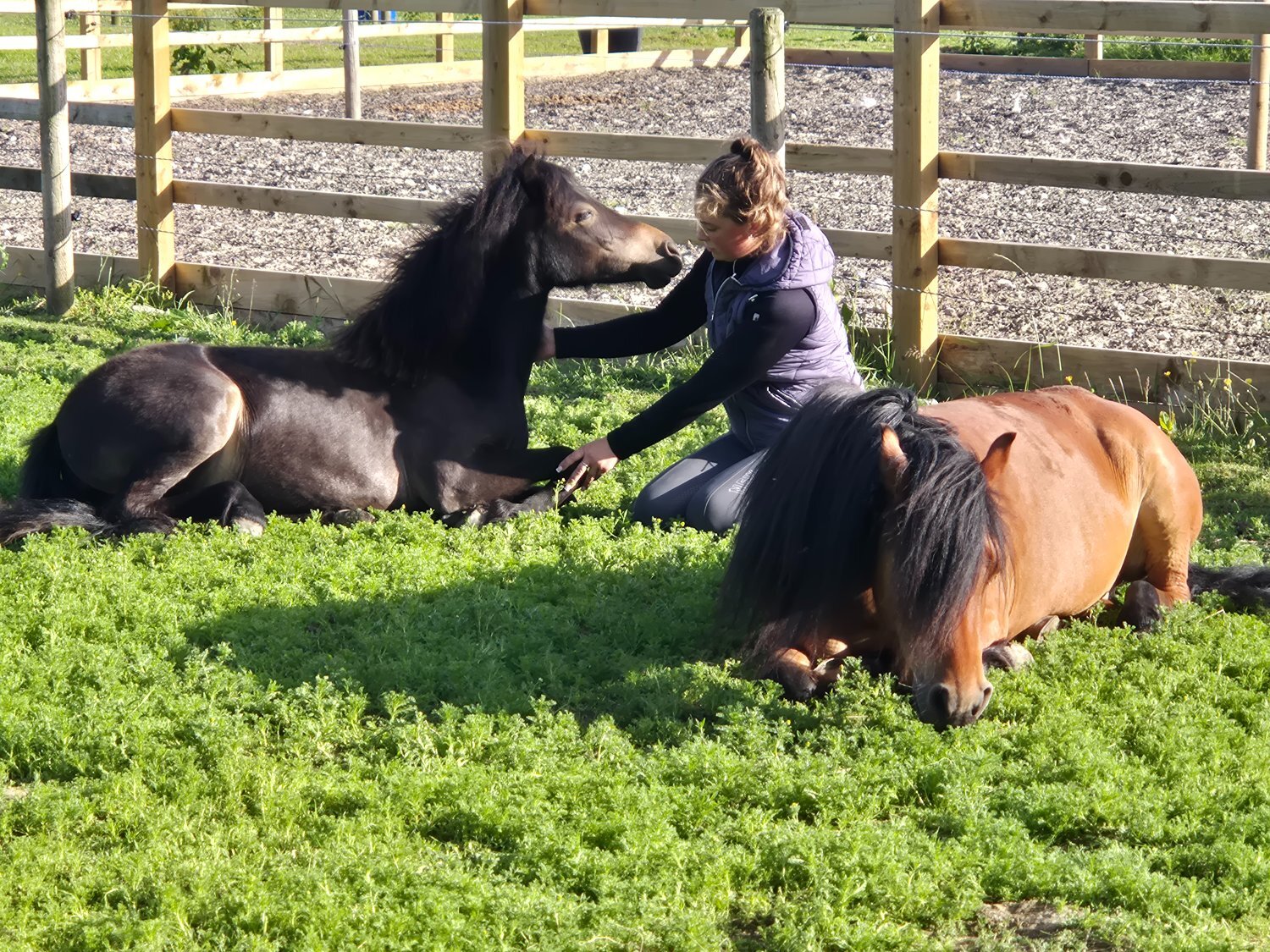 Whitchurch "Braynescroft Cadalan" Dark Bay Filly Mountain & Moorland Pony