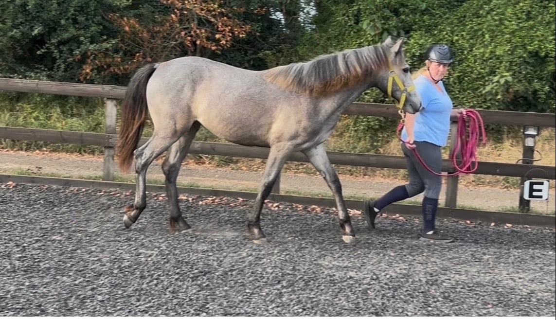 "Luna" Grey Filly All Rounder