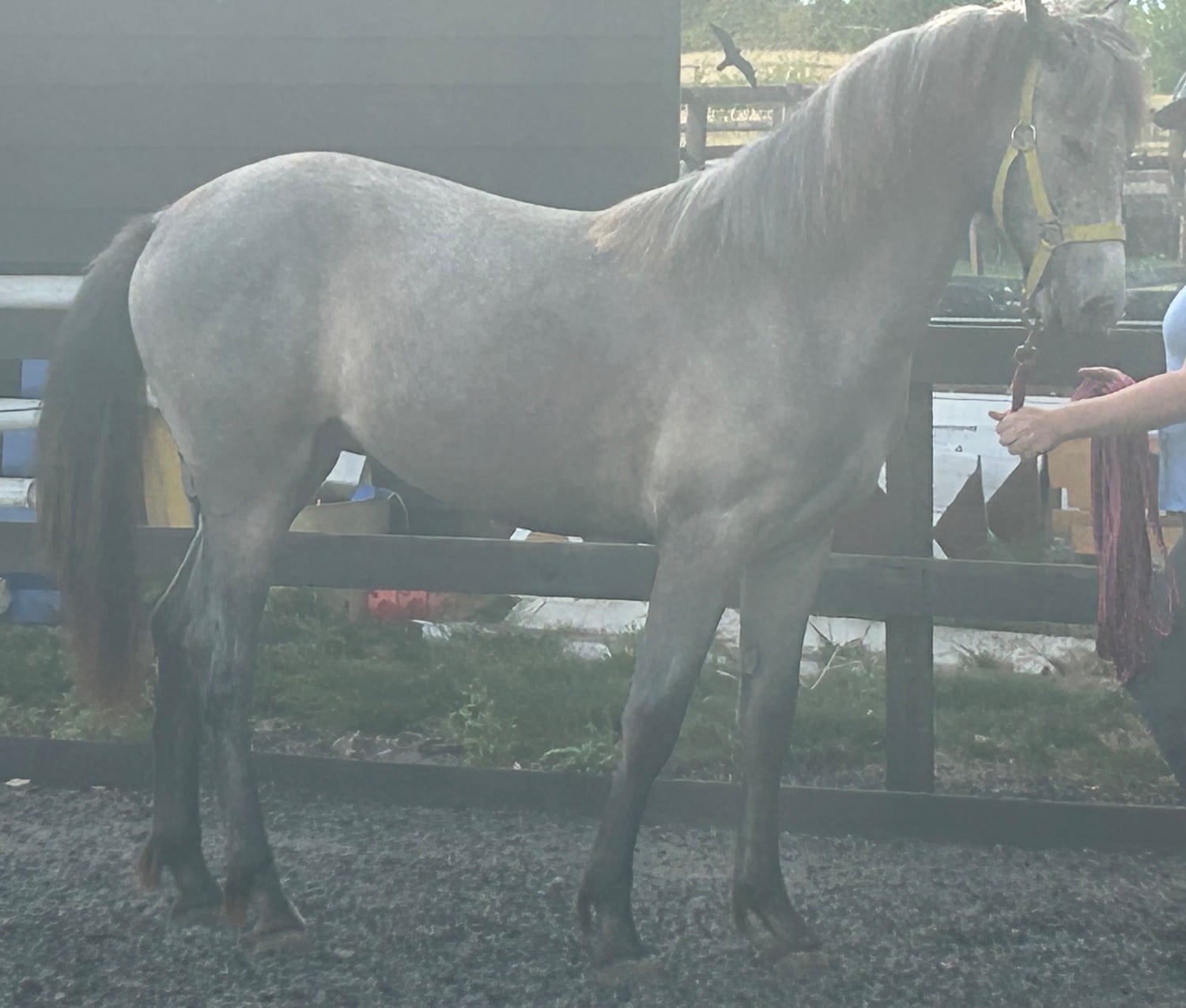 Canterbury "Luna" Grey Filly All Rounder