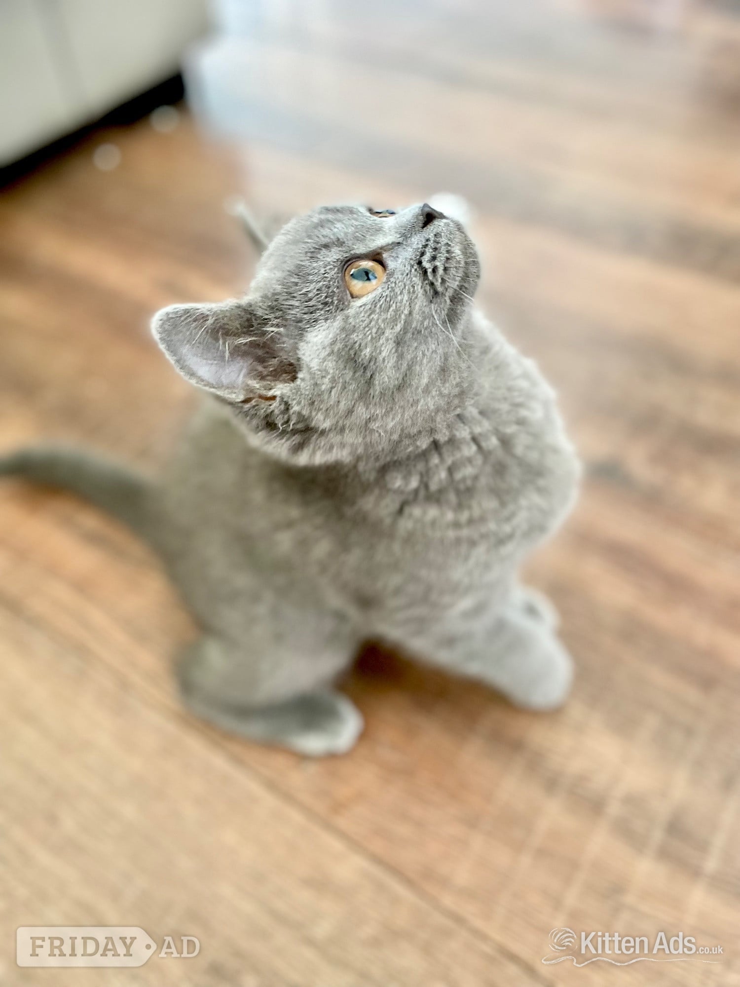 Pure British shorthair and longhair kittens health tested in Scunthorpe