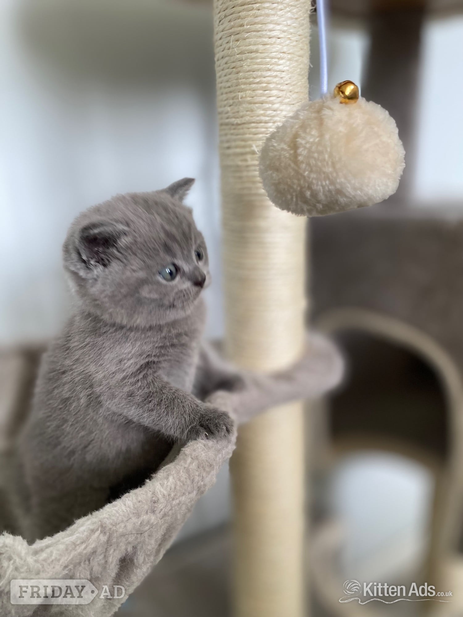 Pure British shorthair and longhair kittens health tested