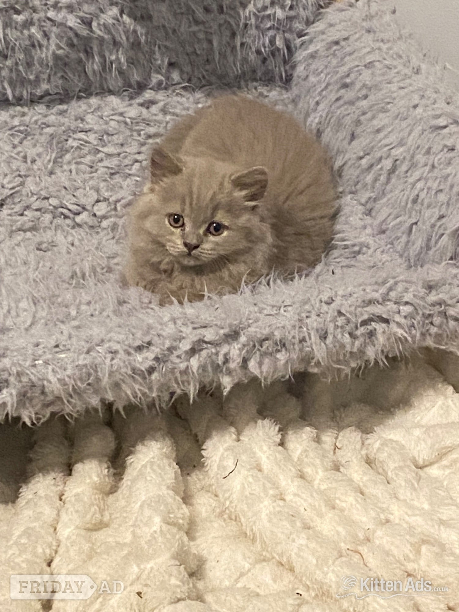 Scunthorpe Pure British shorthair and longhair kittens health tested