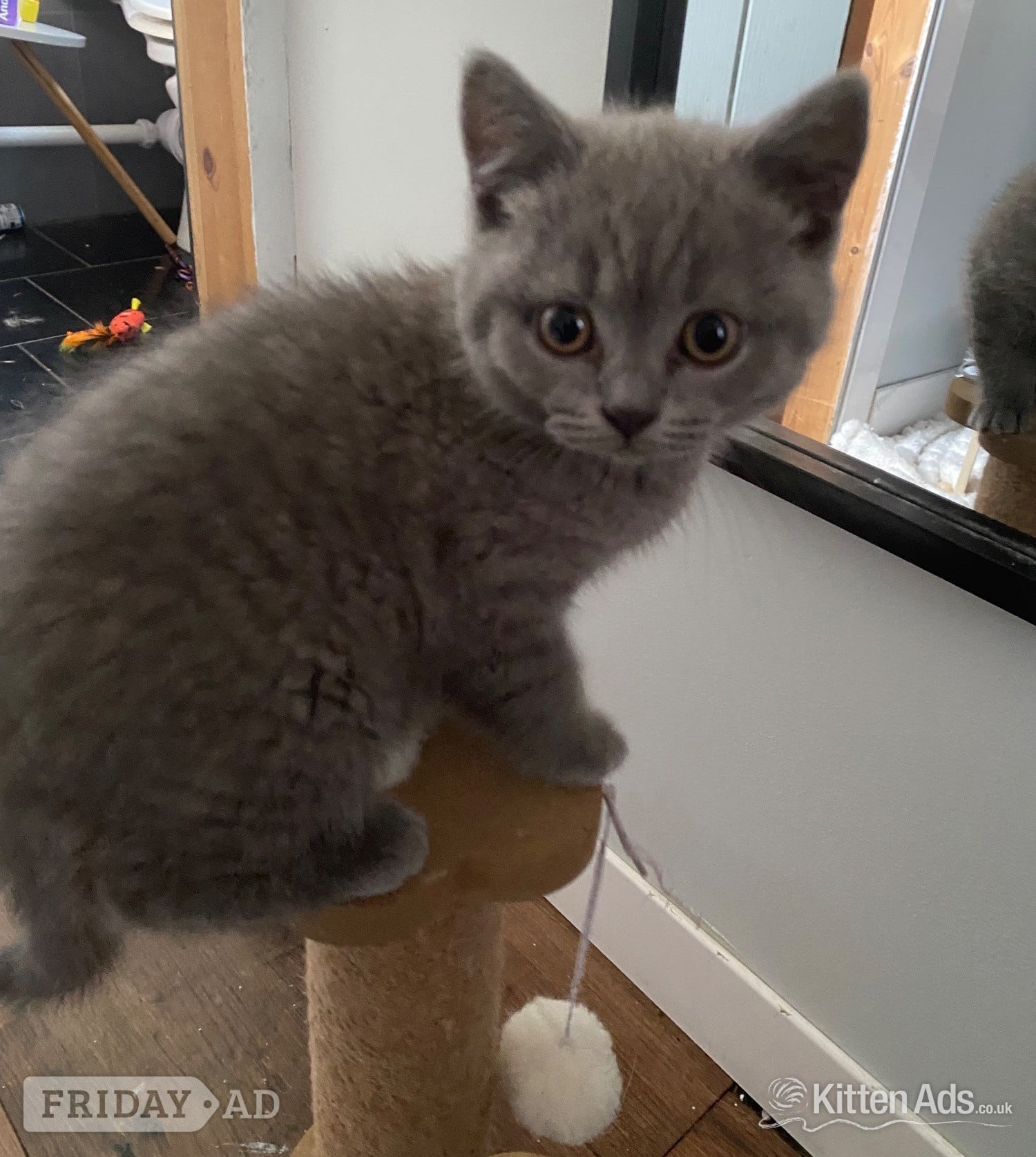 Pure British shorthair and longhair kittens health tested - Cats & Kittens in Scunthorpe