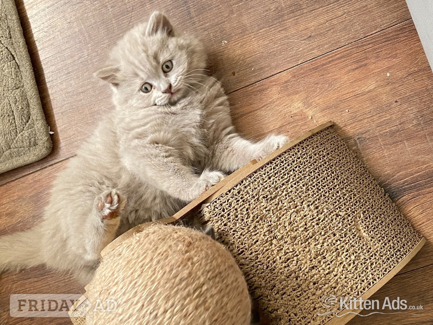 Pure British shorthair and longhair kittens health tested - Cats & Kittens