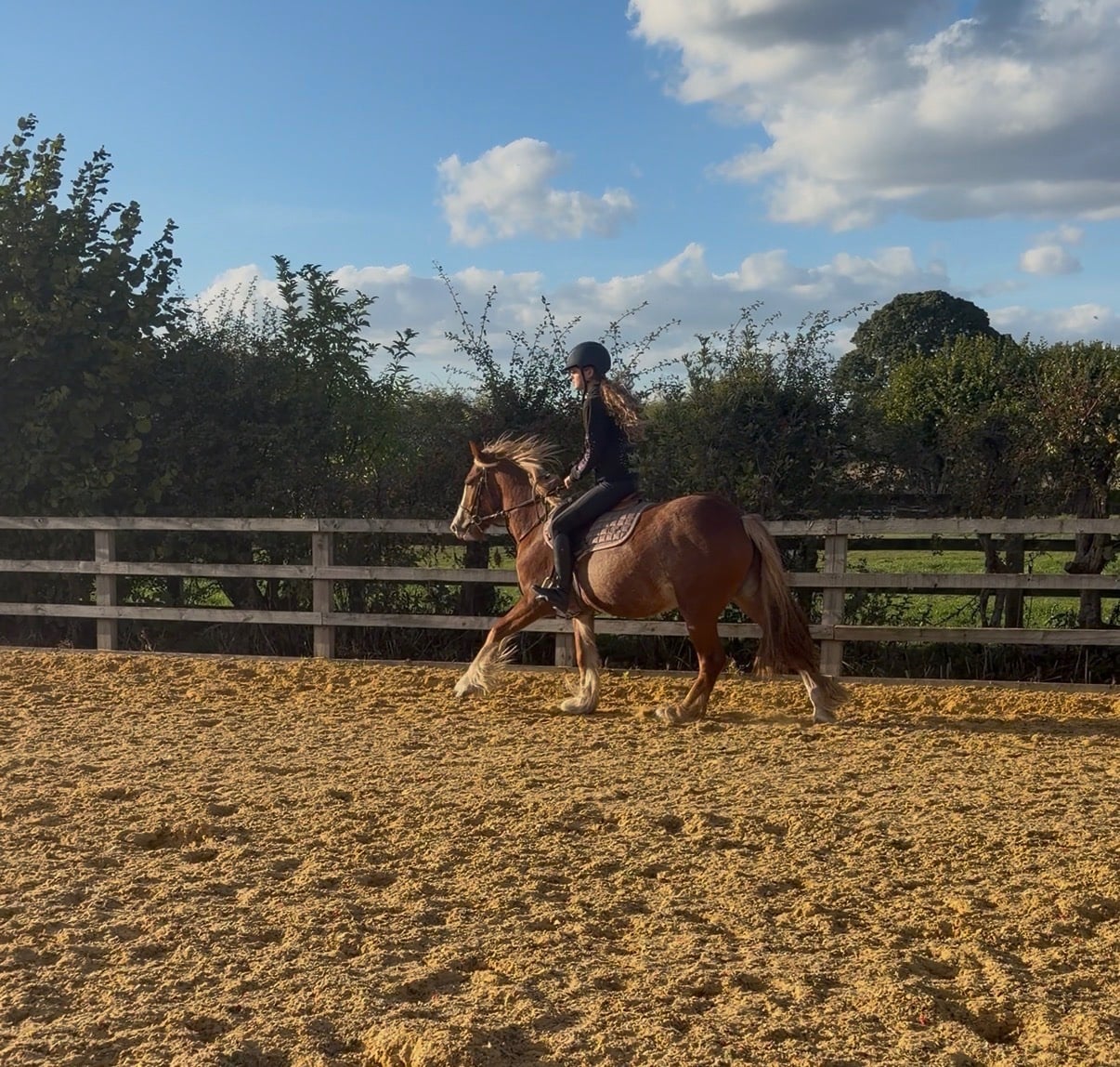 "Roo" Chestnut Filly Cob/Heavy Horse