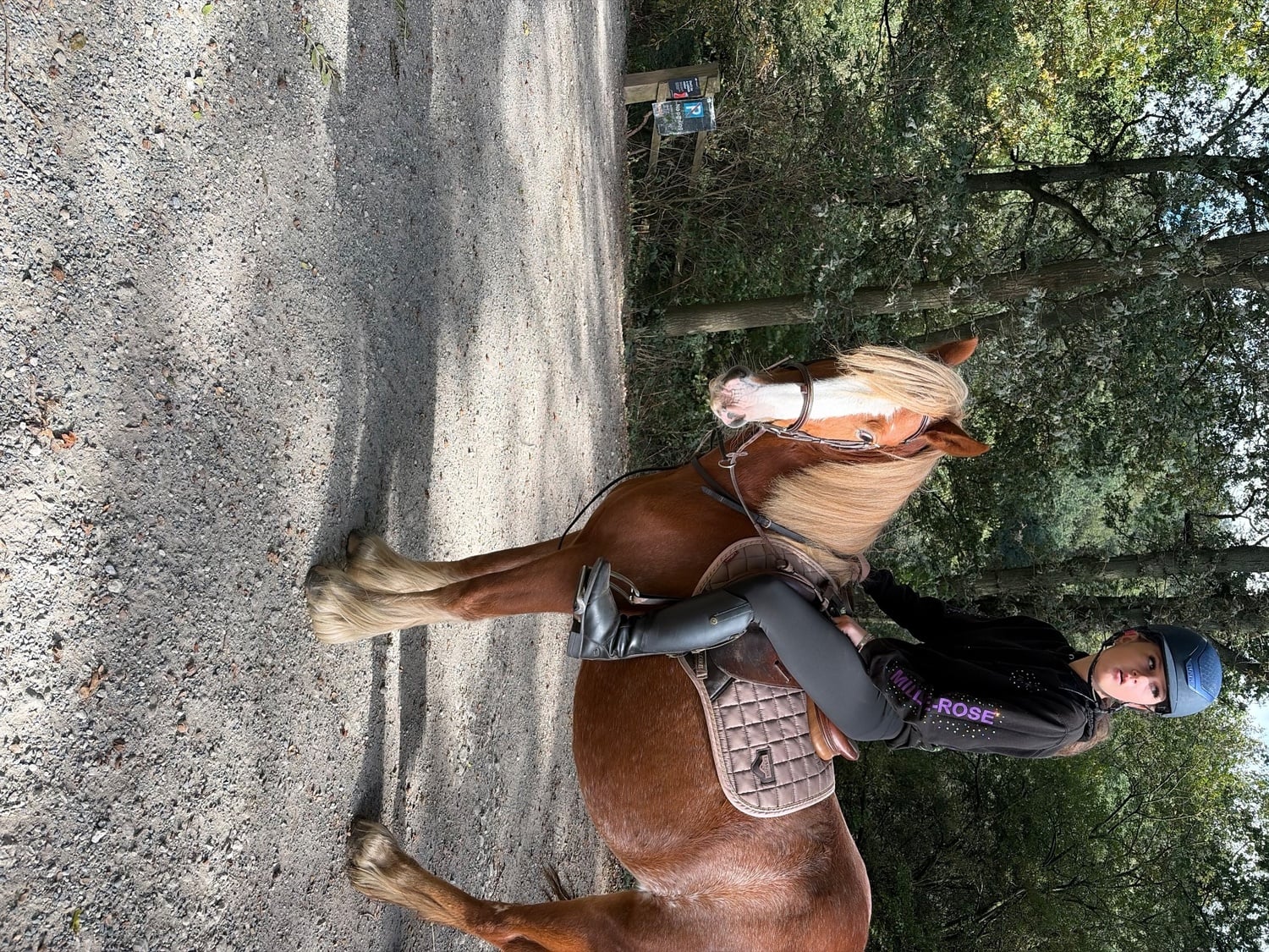 Thirsk "Roo" Chestnut Filly Cob/Heavy Horse