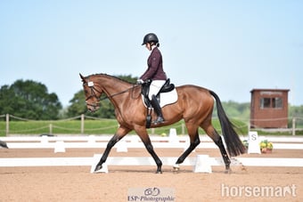 "Oscar" Bay Gelding All Rounder
