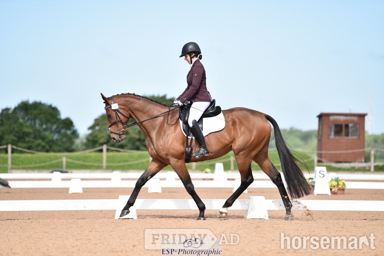 "Oscar" Bay Gelding All Rounder in Taunton