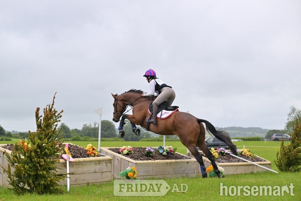 "Oscar" Bay Gelding All Rounder