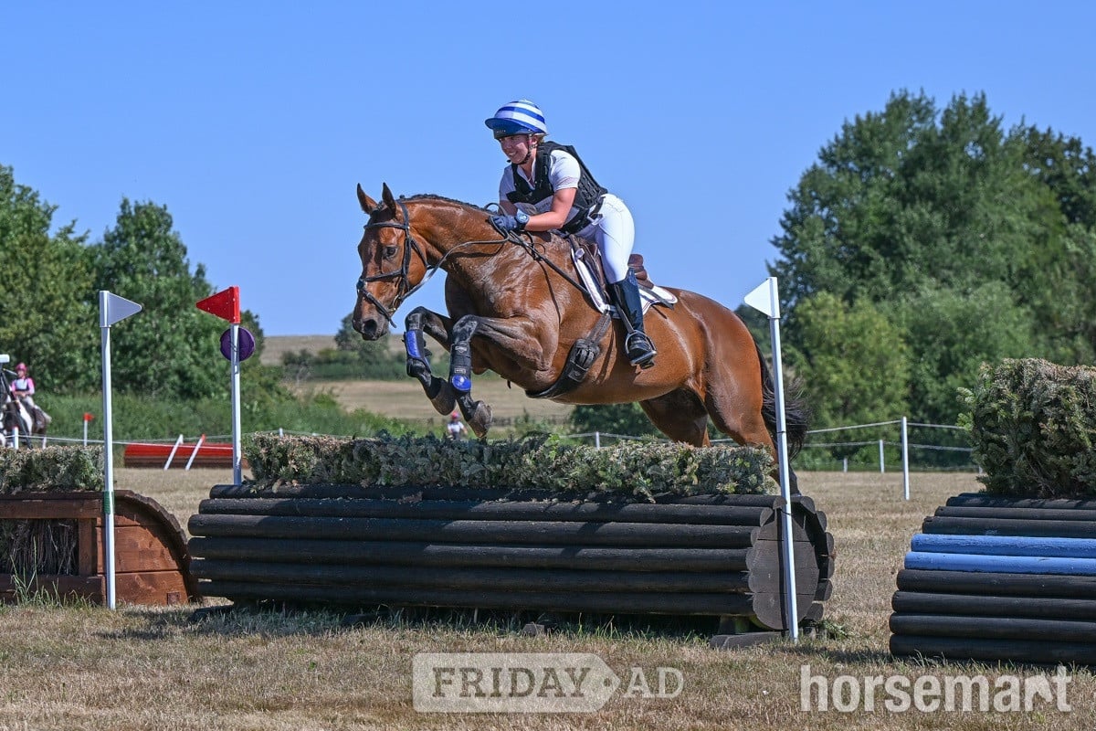 Taunton "Oscar" Bay Gelding All Rounder