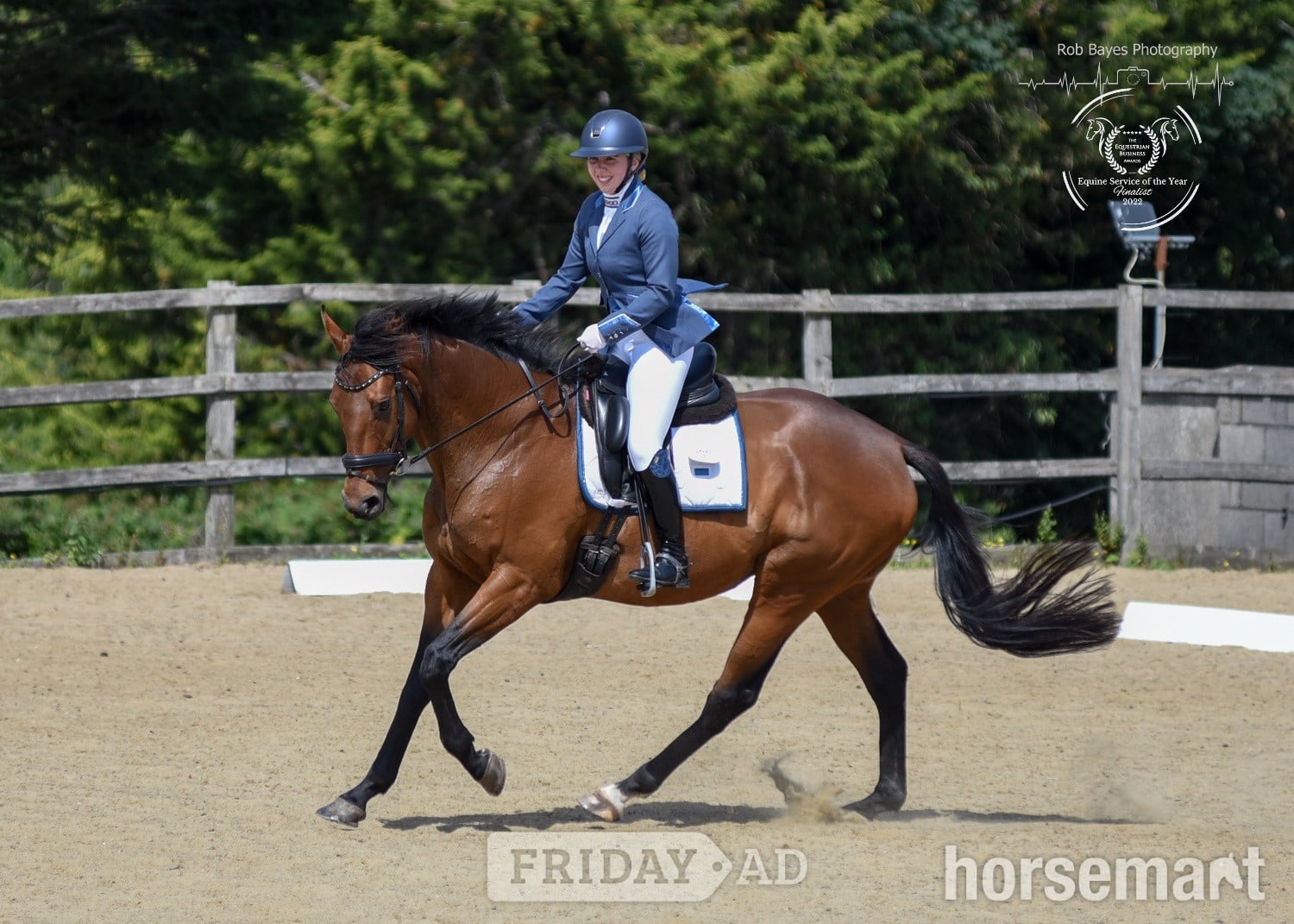 "Oscar" Bay Gelding All Rounder -  in Taunton