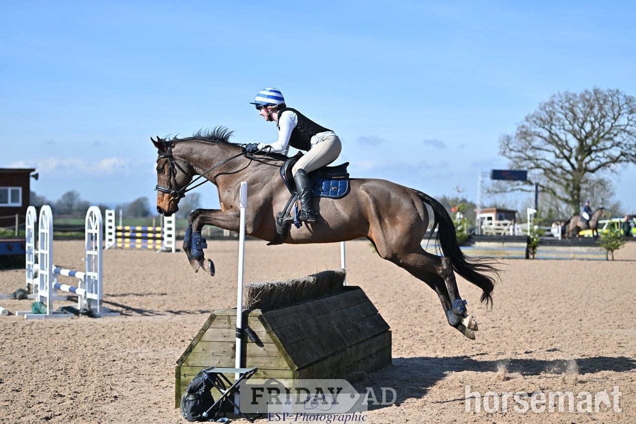 "Oscar" Bay Gelding All Rounder - 