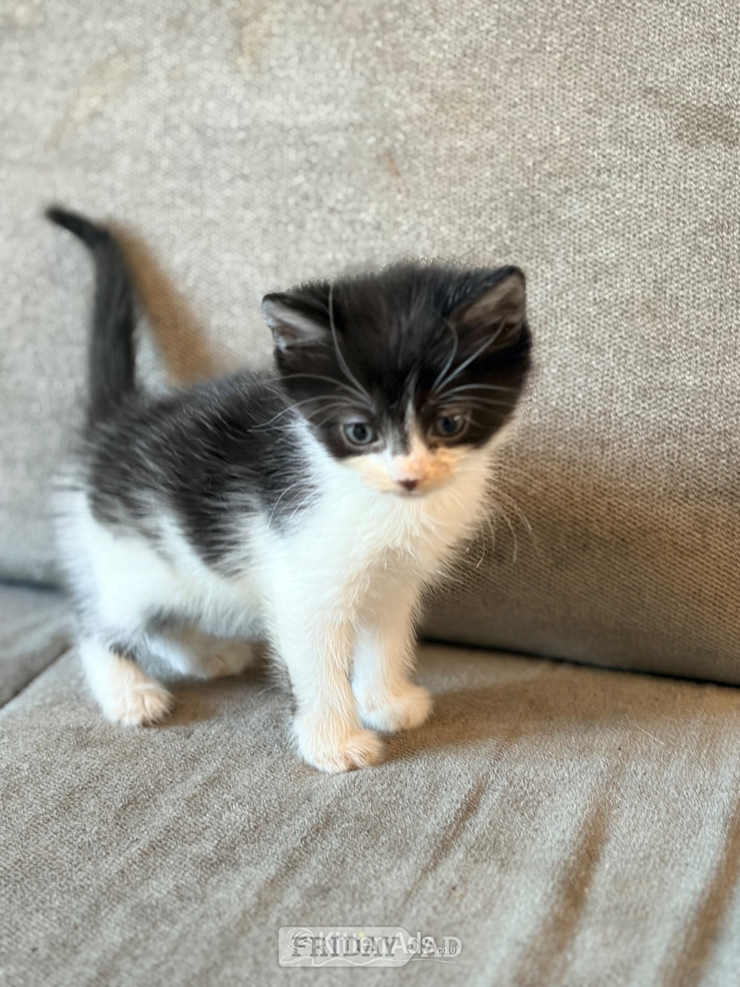3 Beautiful Male Kittens – Ready 16th July! in Nottingham