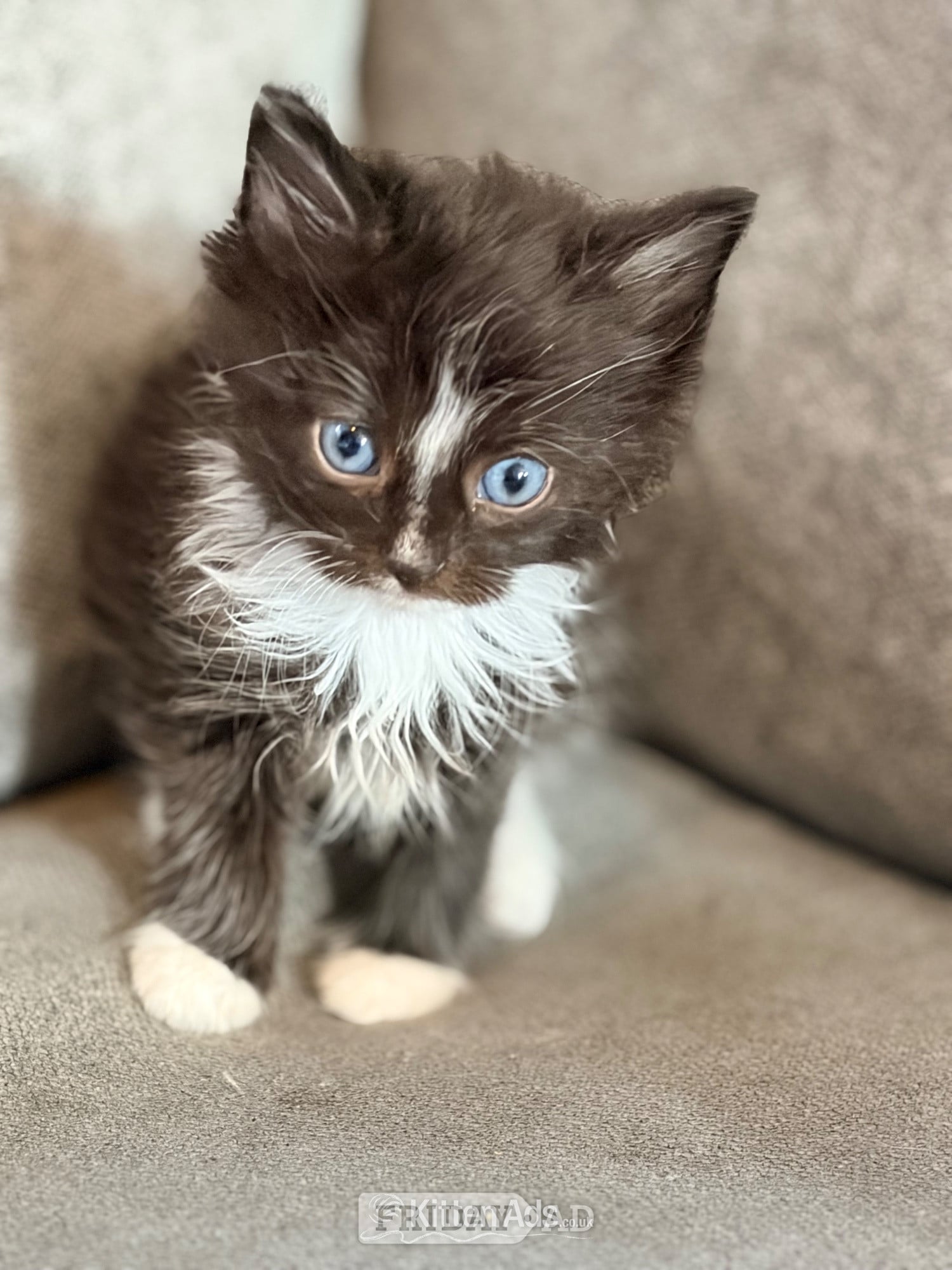 3 Beautiful Male Kittens – Ready 16th July!