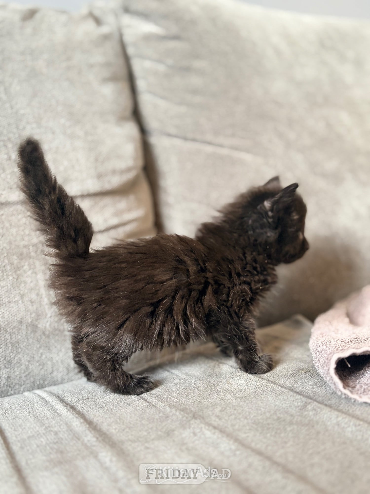 Nottingham 3 Beautiful Male Kittens – Ready 16th July!