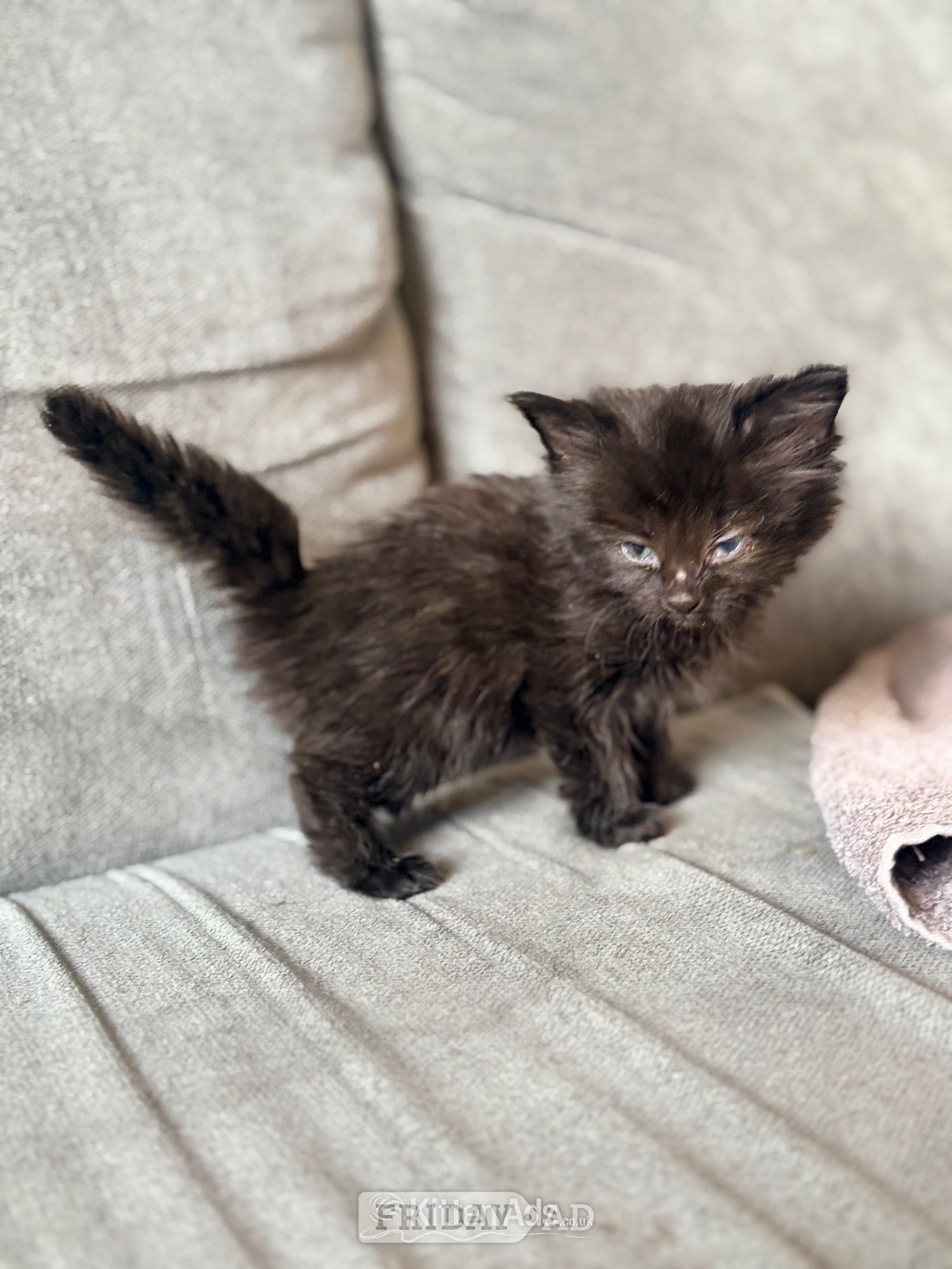 3 Beautiful Male Kittens – Ready 16th July! - Cats & Kittens in Nottingham