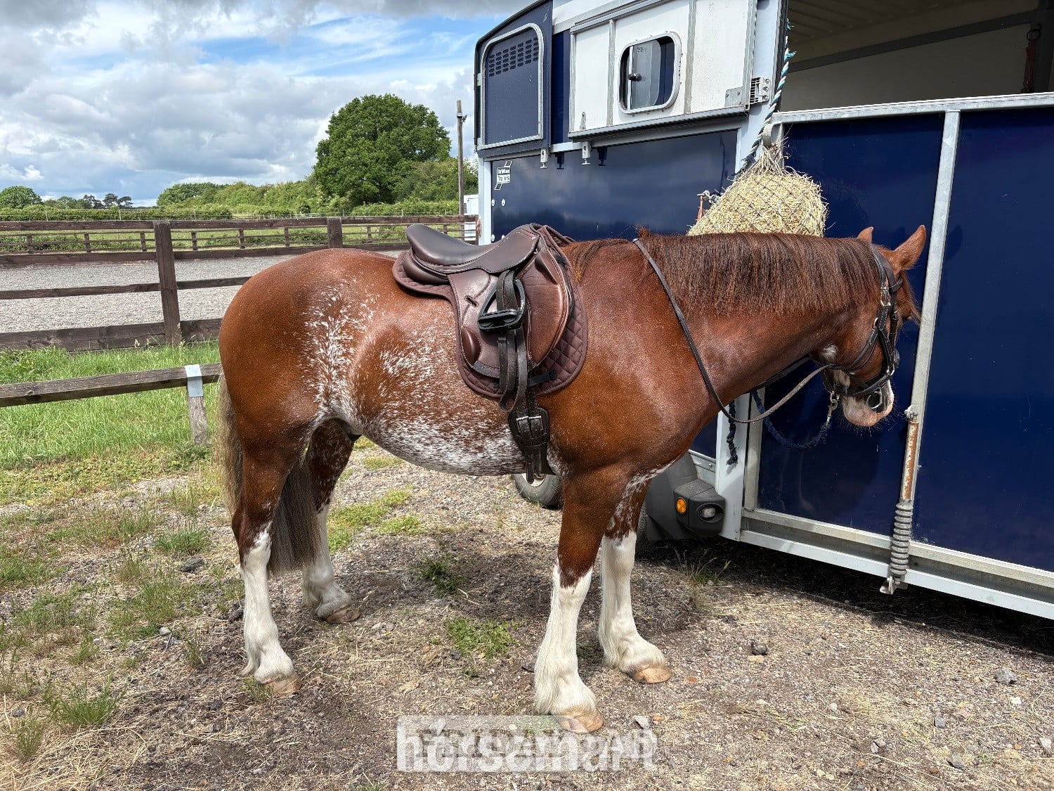 "Gwernfythen Sparkle" Chestnut Roan Gelding All Rounder