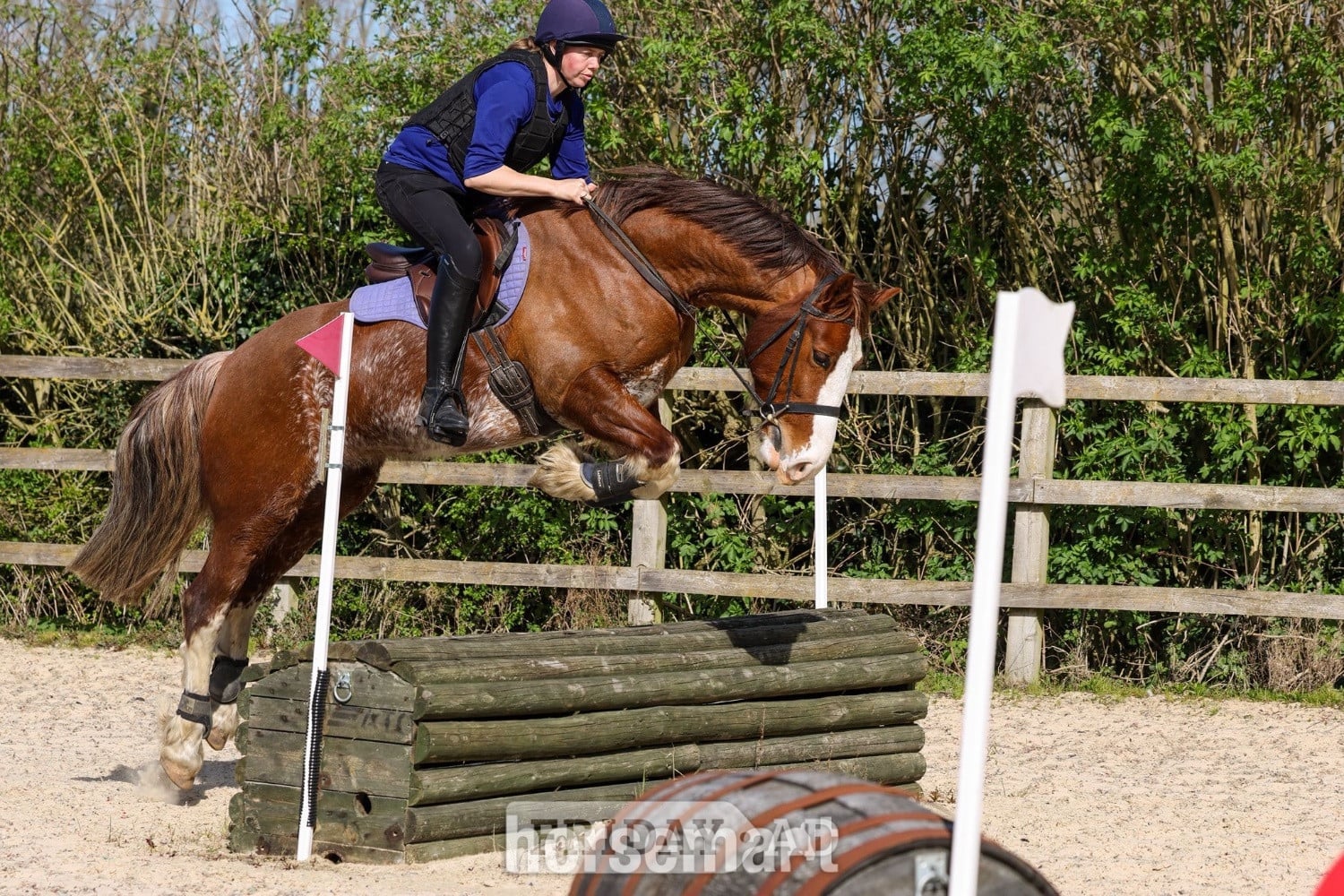 Cambridge "Gwernfythen Sparkle" Chestnut Roan Gelding All Rounder