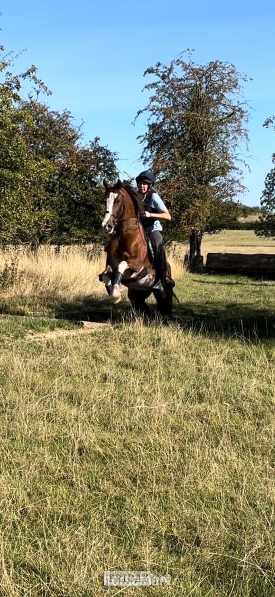 "Gwernfythen Sparkle" Chestnut Roan Gelding All Rounder - Horses