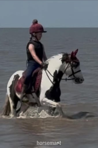 "marble" Blue &amp; White Mare All Rounder