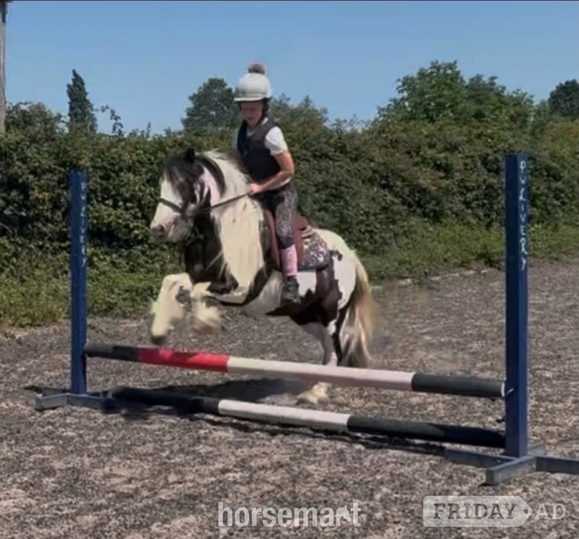 "marble" Blue &amp; White Mare All Rounder - Horses in Stourbridge