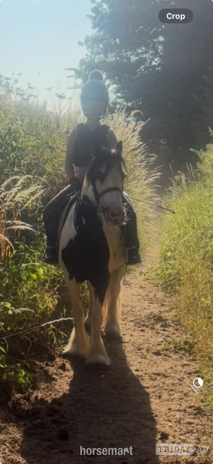 "marble" Blue &amp; White Mare All Rounder - Horses