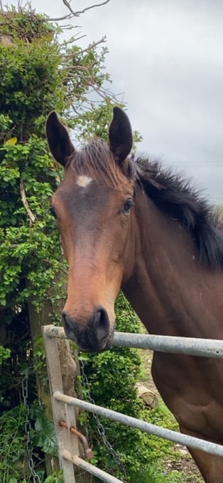 "Penally buzz lightyear" Bay Gelding Young Sport Horse