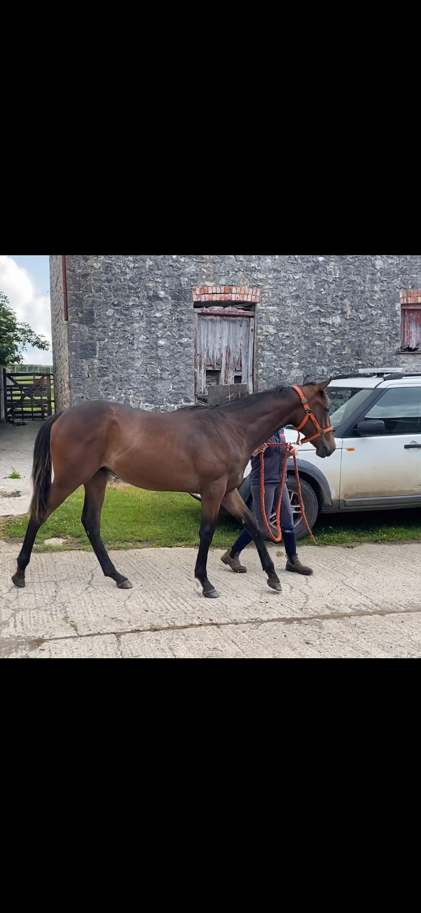 "Penally buzz lightyear" Bay Gelding Young Sport Horse