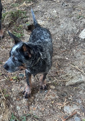 Male Australian Cattle Dog in Harlow