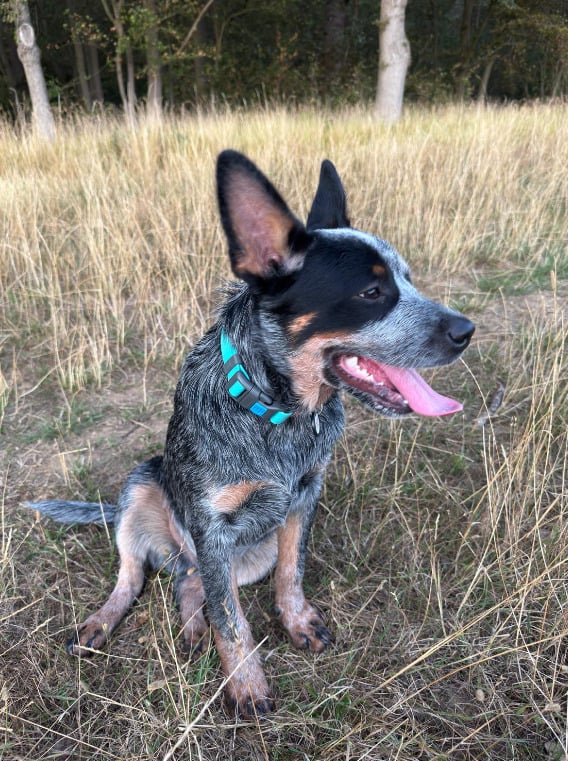 Harlow Male Australian Cattle Dog