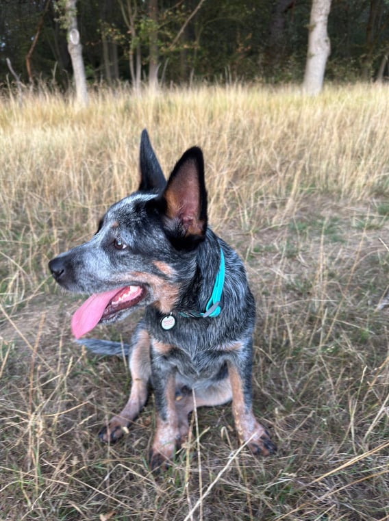 Male Australian Cattle Dog - Dogs & Puppies in Harlow